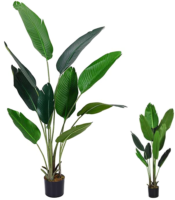 تختلف النباتات الصغيرة عن النباتات الكبيرة من النوع نفسه في عدد الأوراق وحجمها